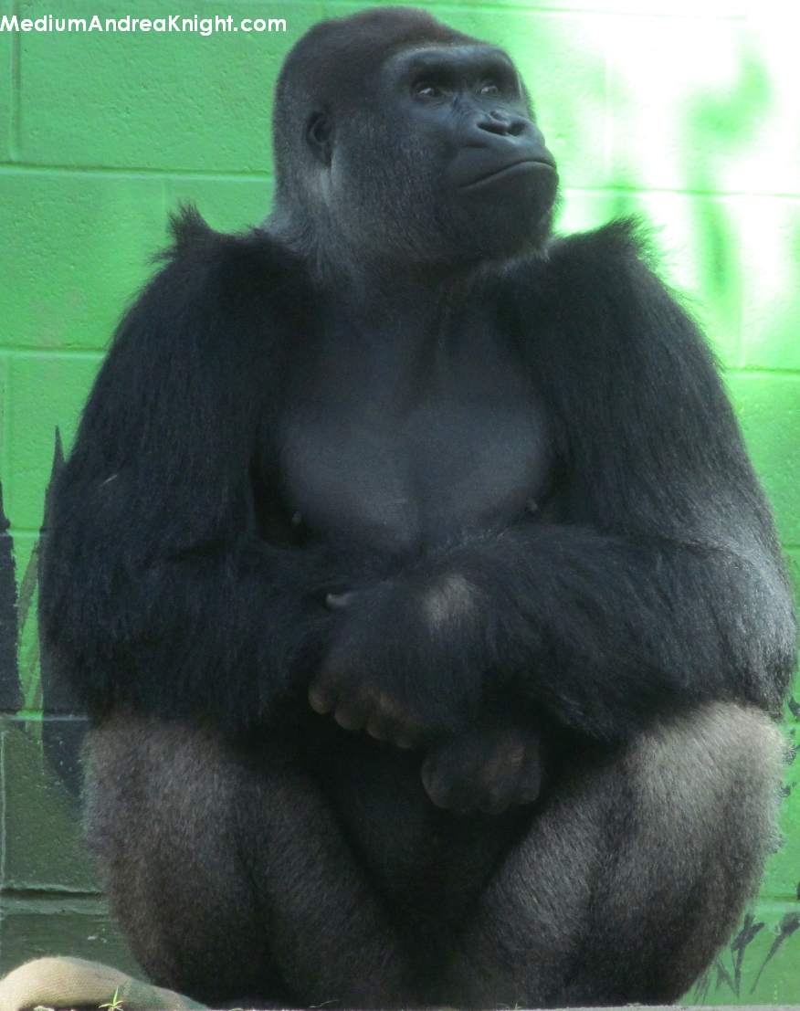 sd gorilla 2