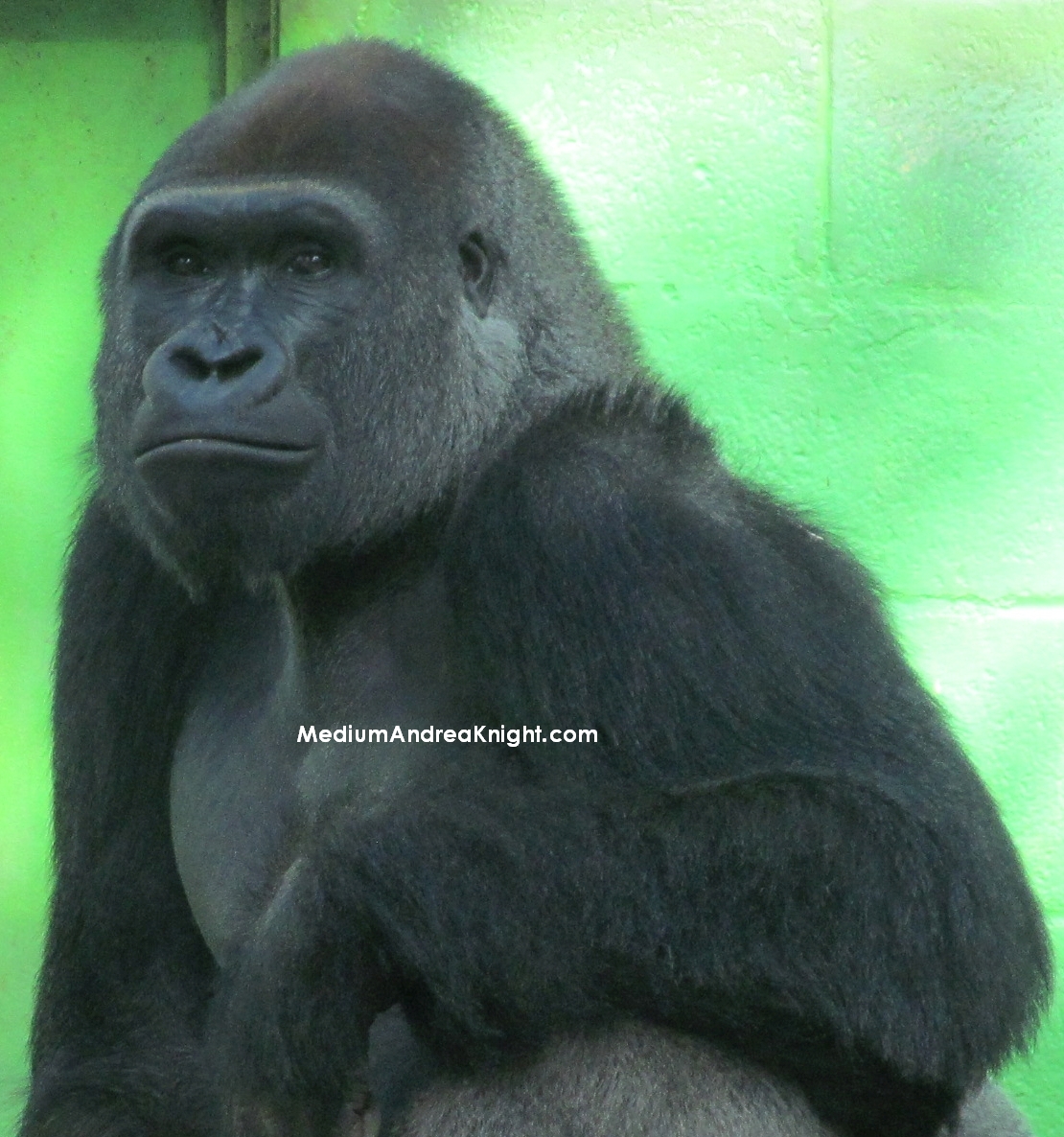 sd gorilla 5