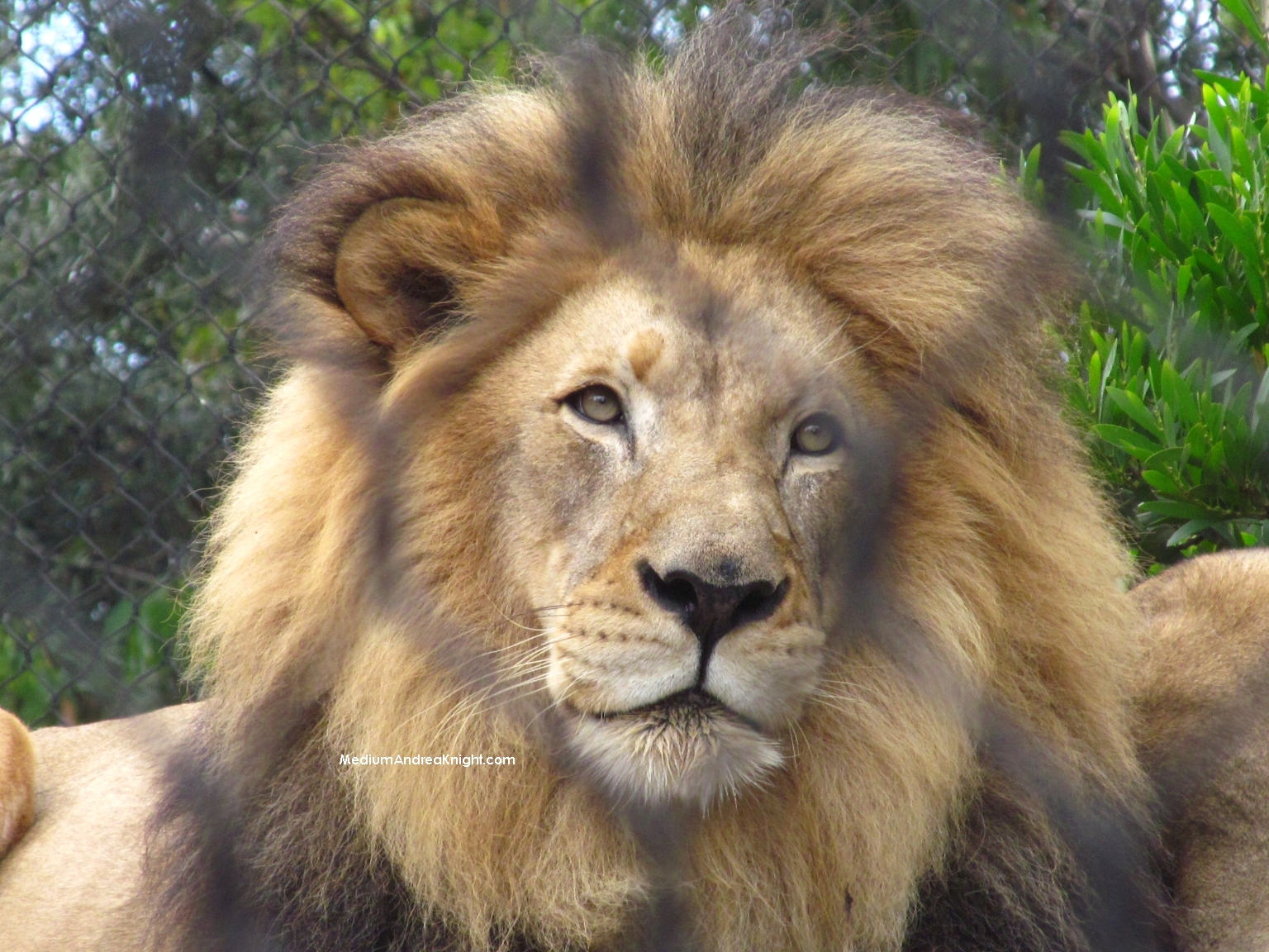sd lion