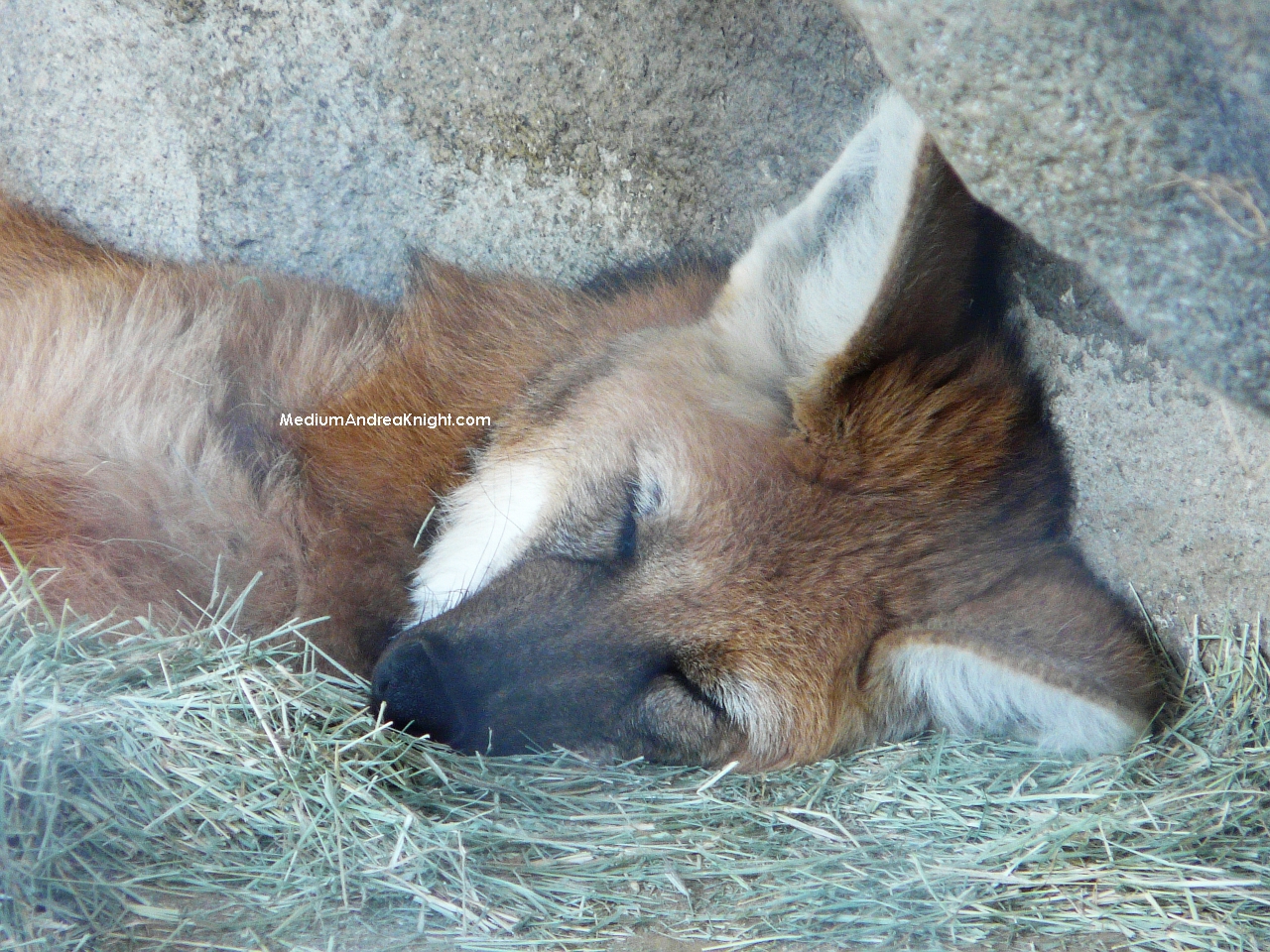 sd maned wolf