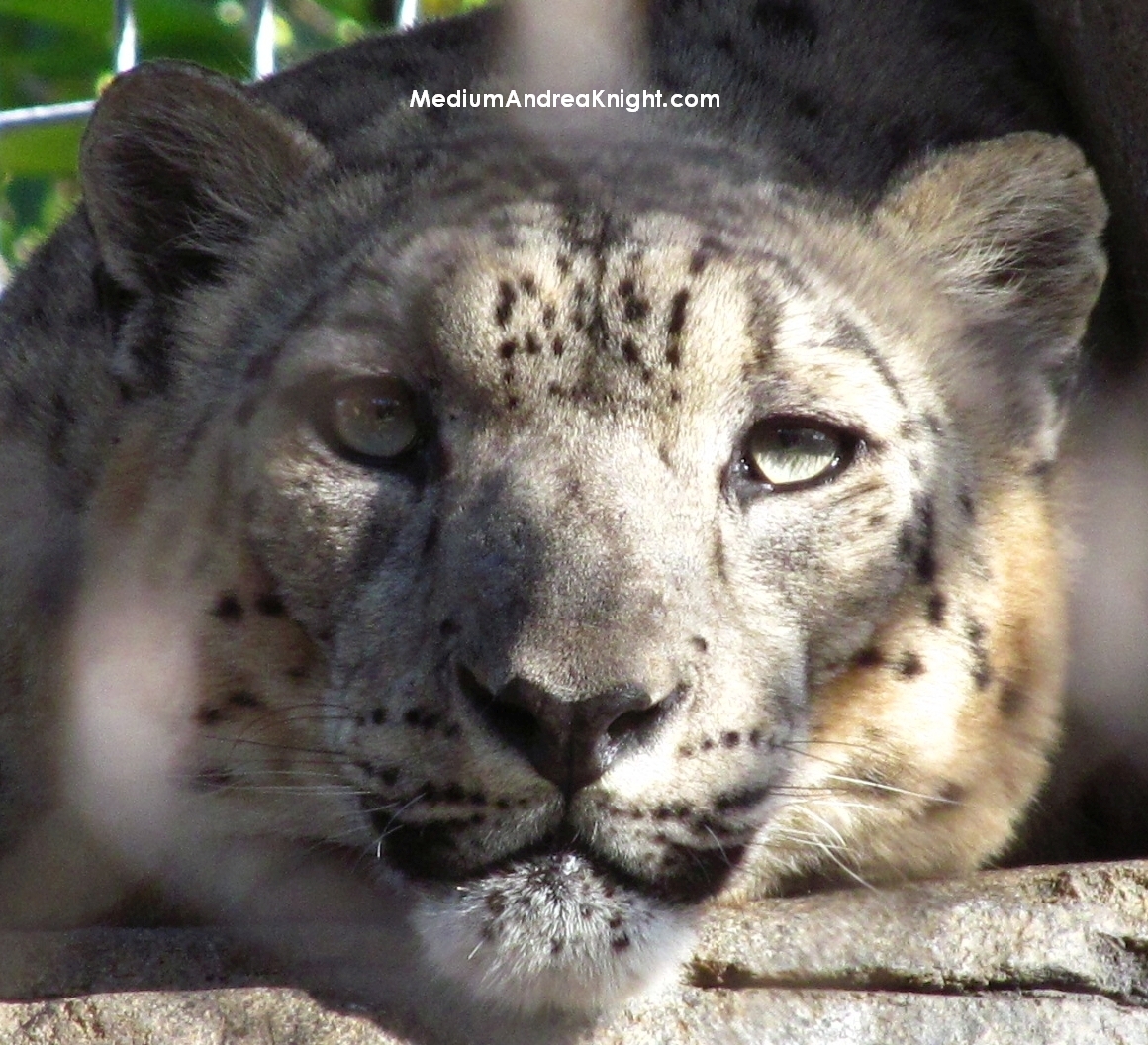 sd snow leopard 2