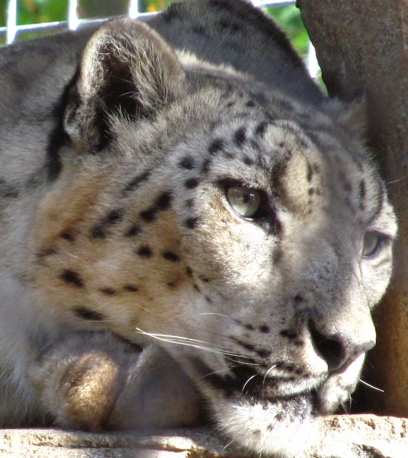 sd snow leopard