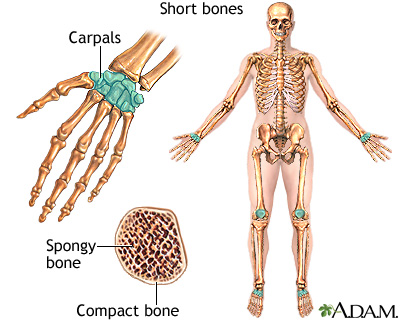 Det vil sige en artikel, der alt efter betydning henviser til … Short Bones Medlineplus Medical Encyclopedia Image