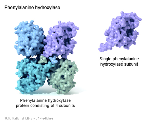 (2017, august 1) types of proteins. What Are Proteins And What Do They Do Medlineplus Genetics