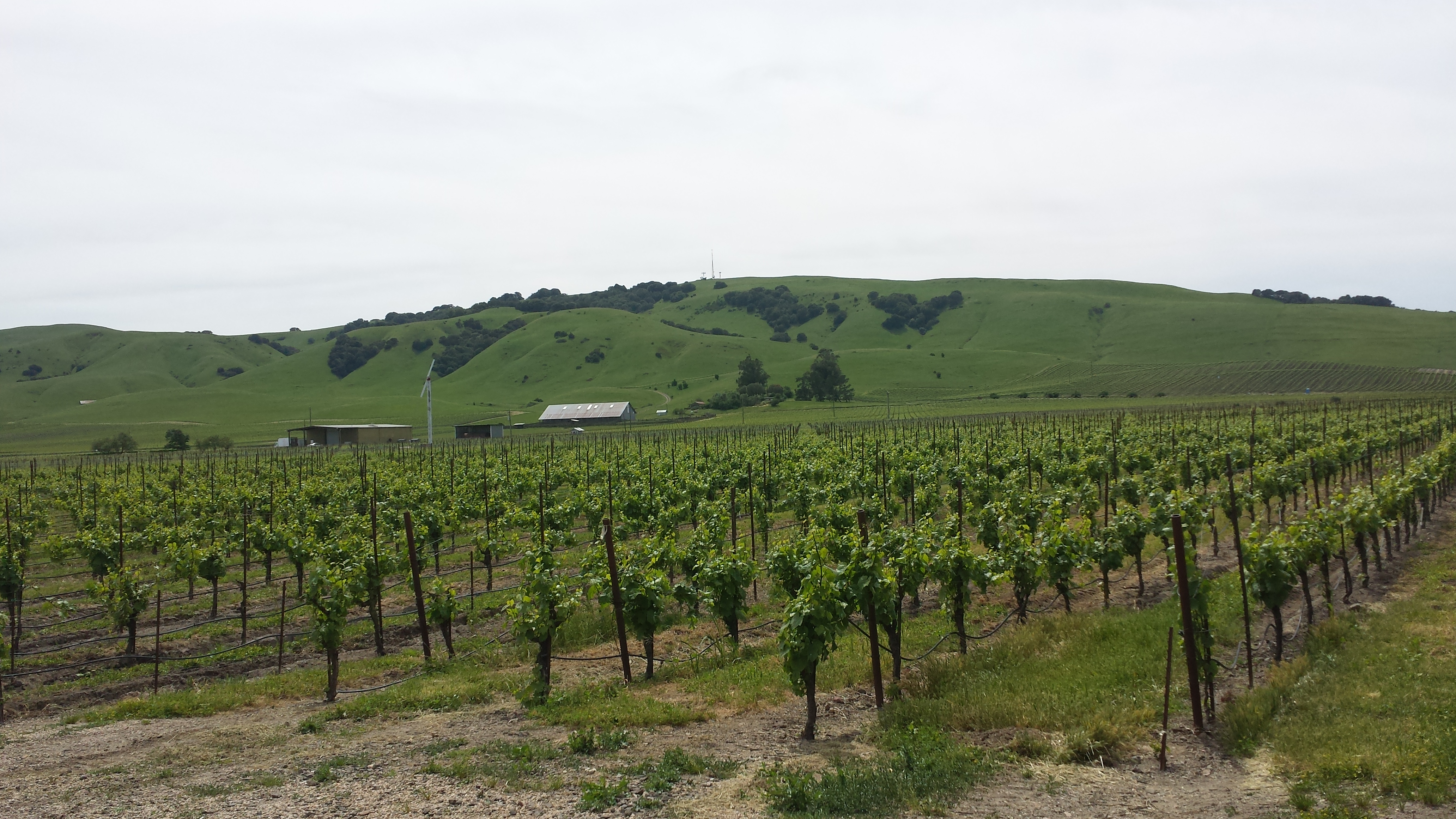 Sonoma