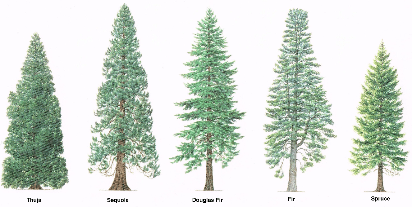 Which Real Indiana Christmas Tree Will You Select Purdue Extension Forestry Natural Resources