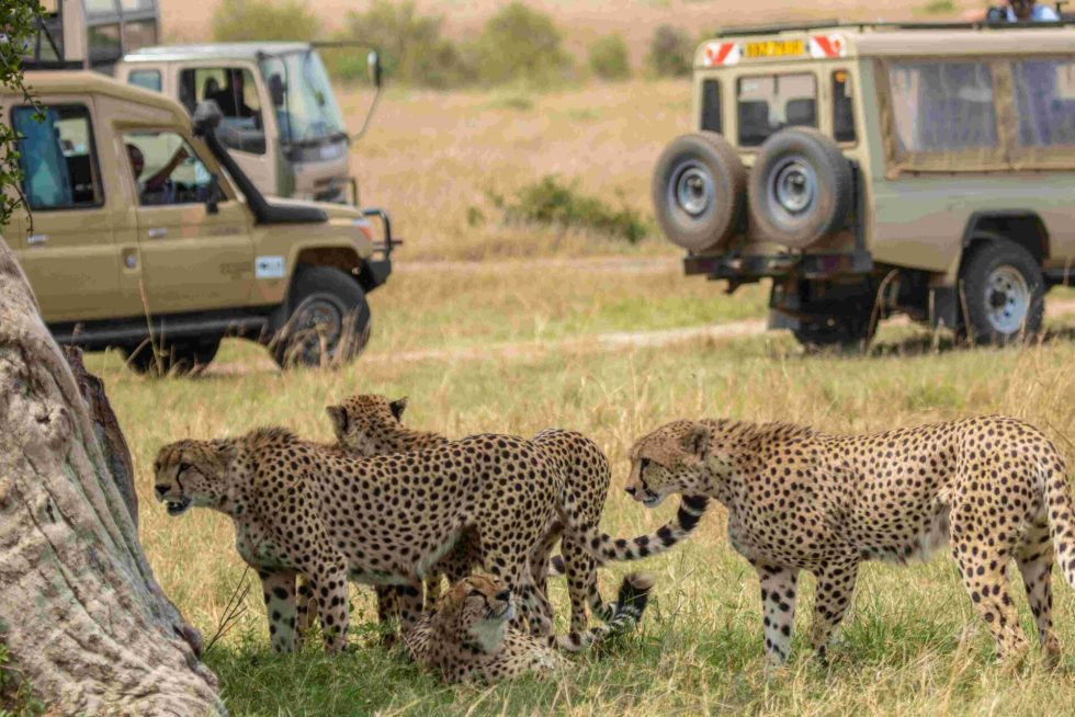 Safaris in Kenya: Best Wildlife & Cultural Adventures 13 kenya safari masai mara