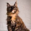 Maine Coon Black Smoke Tortie Female Kitten /sold 1 K2