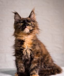 Maine Coon Black Smoke Tortie Female Kitten /sold