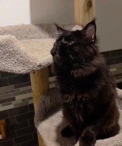 Maine coon cat adopt