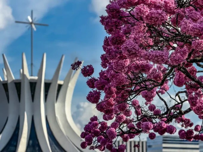 A floração dos ipês-roxos transforma a paisagem de Brasília07.jpg