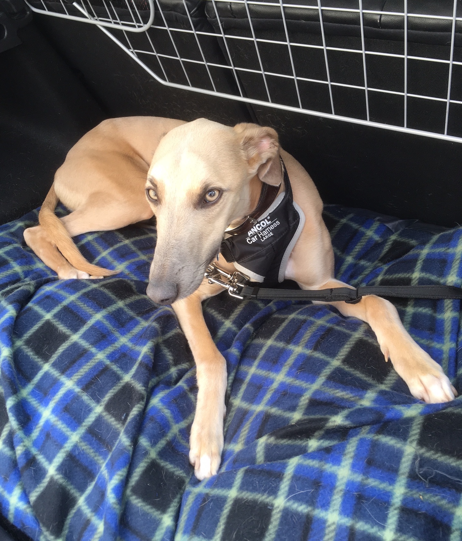 Car Boot Lead for Dogs, safe car travel Meg Heath Dog Leads