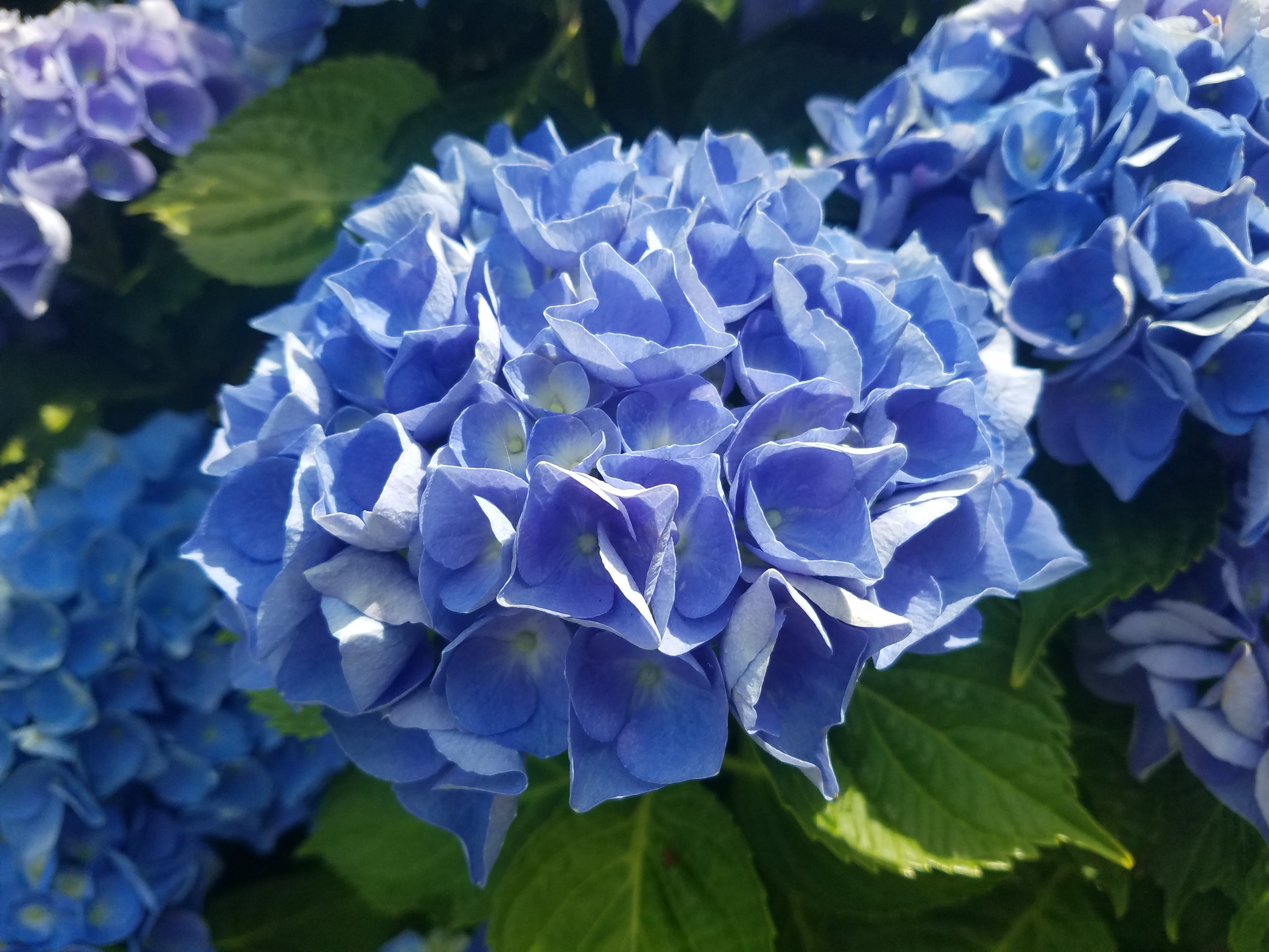 Hydrangea-Blue © Mary E. Hopper 2024