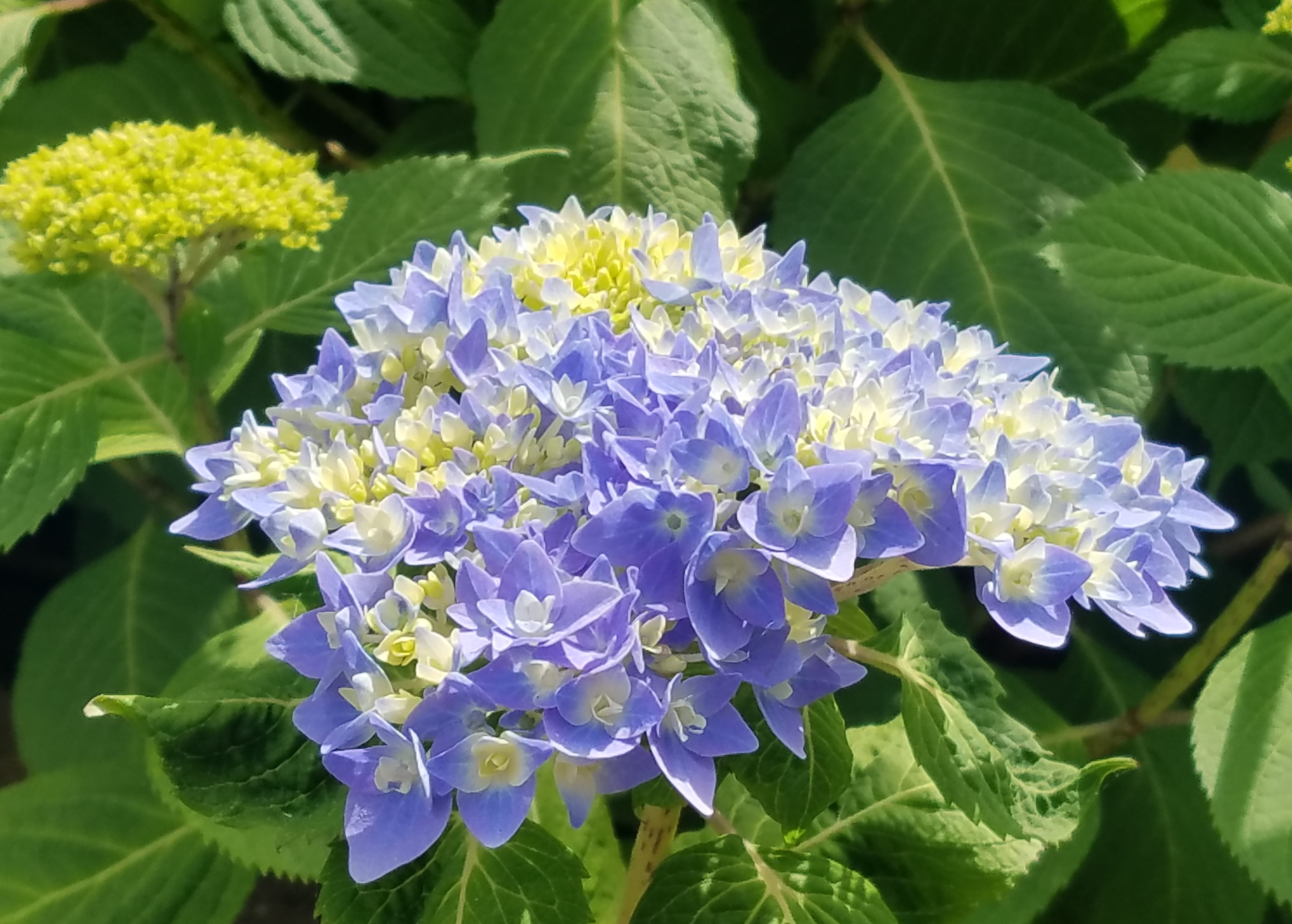 Hydrangea © Mary E. Hopper 2024