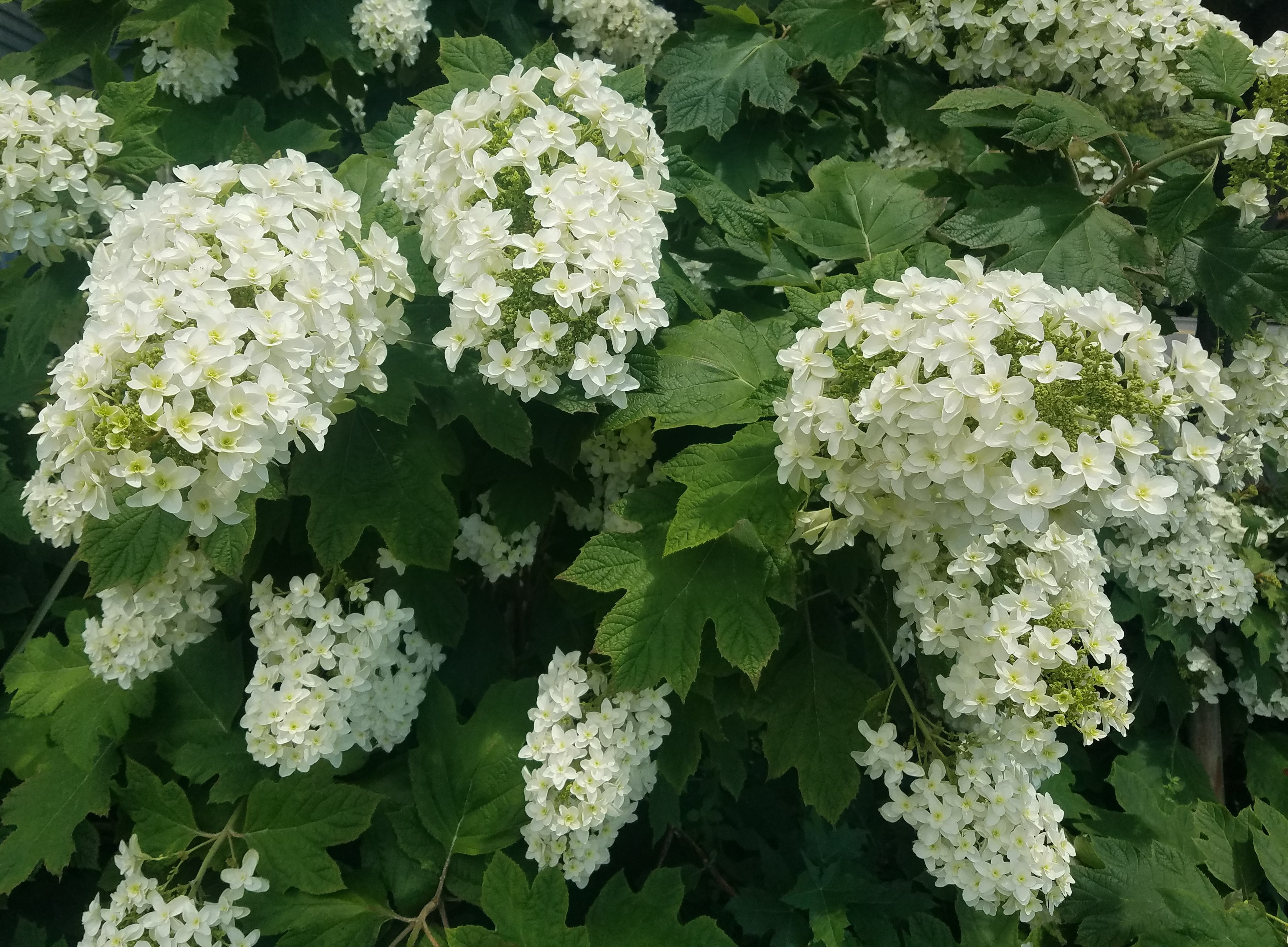 Hydrangea-Oakleaf © Mary E. Hopper 2024