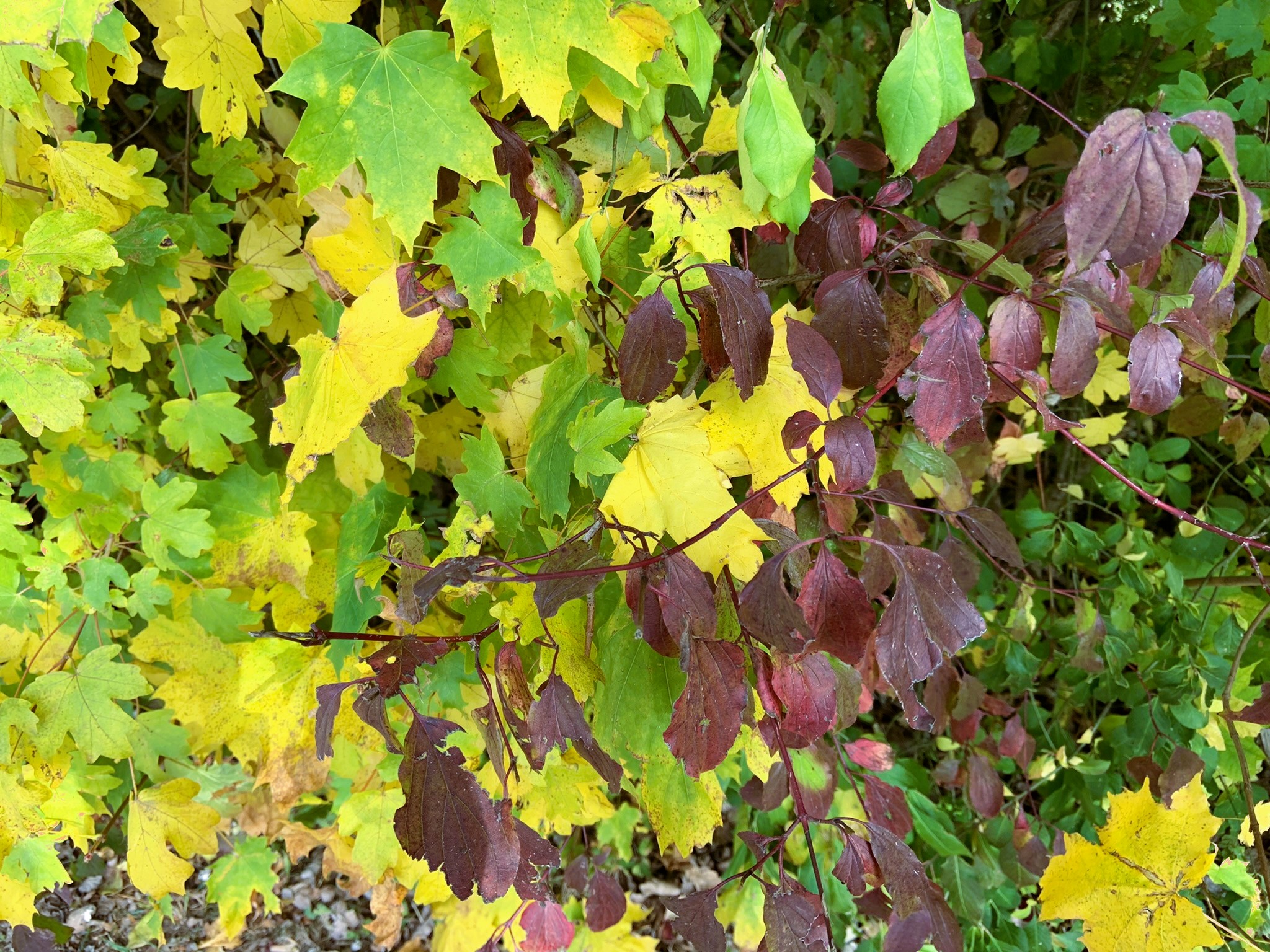 Der Herbstbalkon: 5 großartige Pflanzen für eine sofortige Wirkung