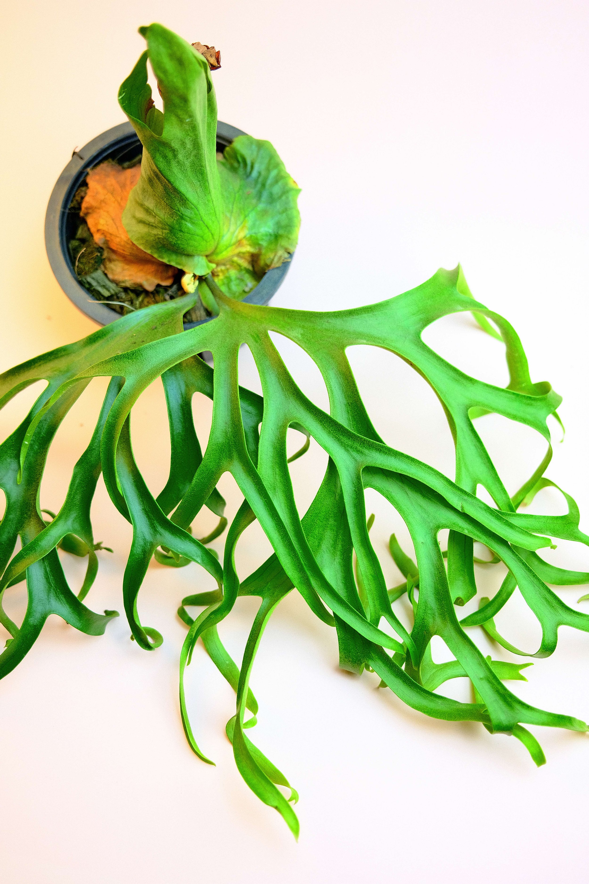 365fernDV Platycerium Coronarium var. philippines dwarf – Meiyi Fern