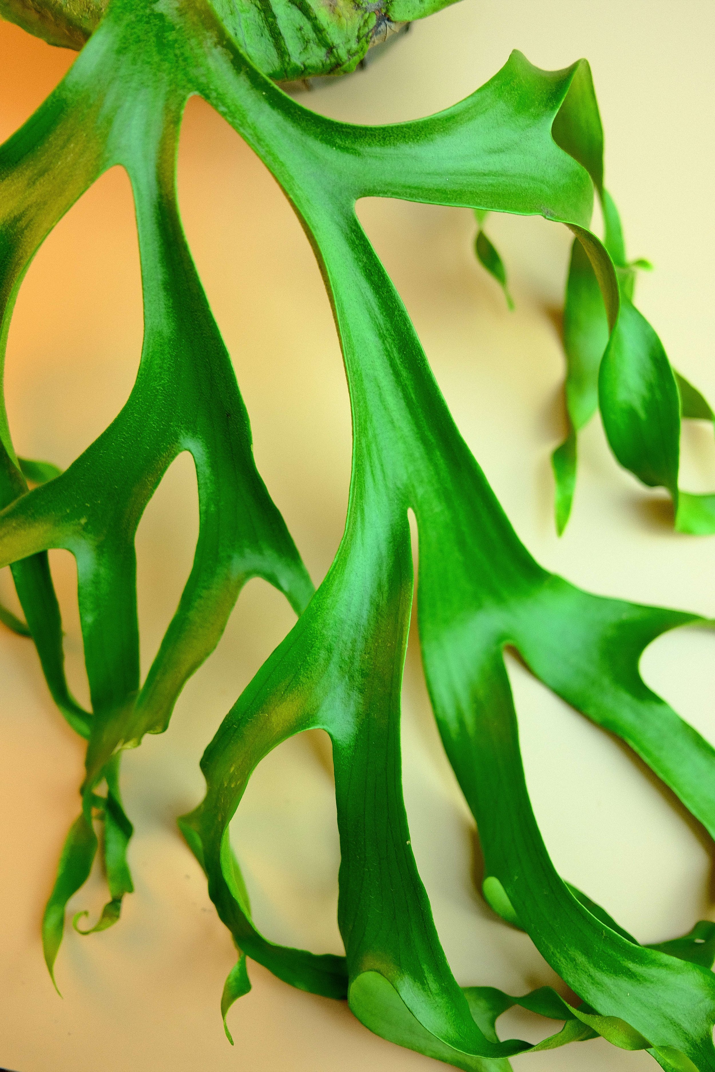 365fernDV Platycerium Coronarium var. philippines dwarf – Meiyi Fern