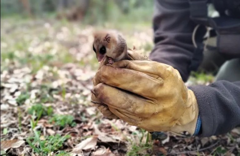 Rescatan un ejemplar de Monito del Monte en Zapala