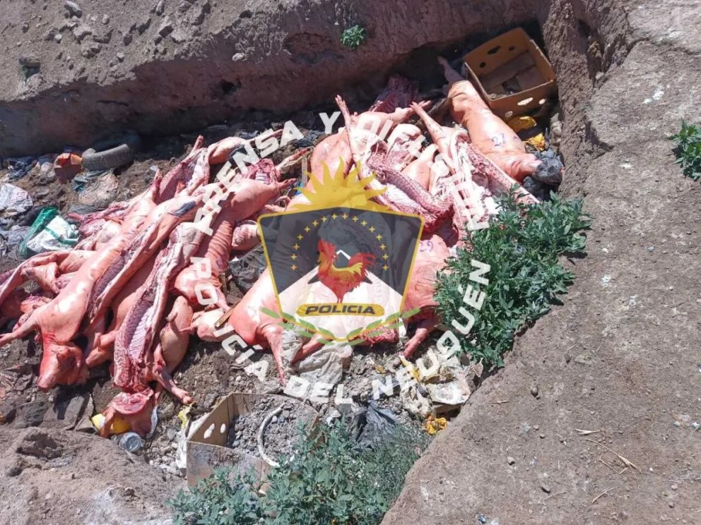 Decomisan 27 medias reses de cerdo por irregularidades en la cadena de frío