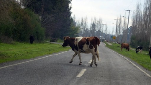 Revisan una propuesta para abordar el problema de animales libres en las rutas