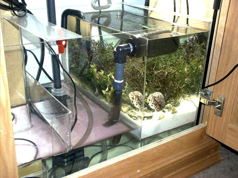  Jeremias Bovo On Plantas En Peceras Reef Aquarium Aquarium Marine Fish Tanks A refugium is a place of refuge.