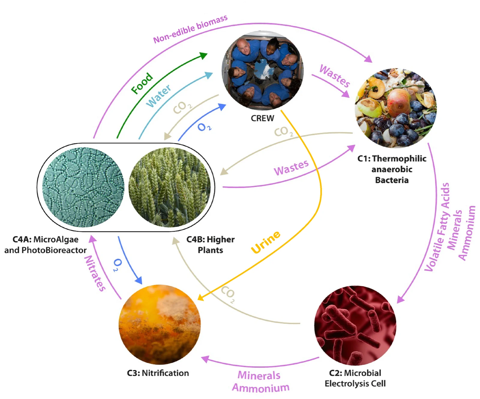 The MELiSSA loop: five compartments (C1 thermophilic anaerobic bacteria, C2 microbial electrolysis cell, C3 nitrification, C4A microalgae and photobioreactor, C4B higher plants) and the crew, exchanging wastes, minerals, CO2, O2, water and food, with urine from the crew going to C3.