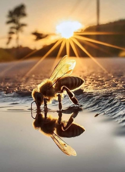 image Το ήξερες ότι...; Μερικά ενδιαφέροντα στοιχεία για τις μέλισσες και το μέλι