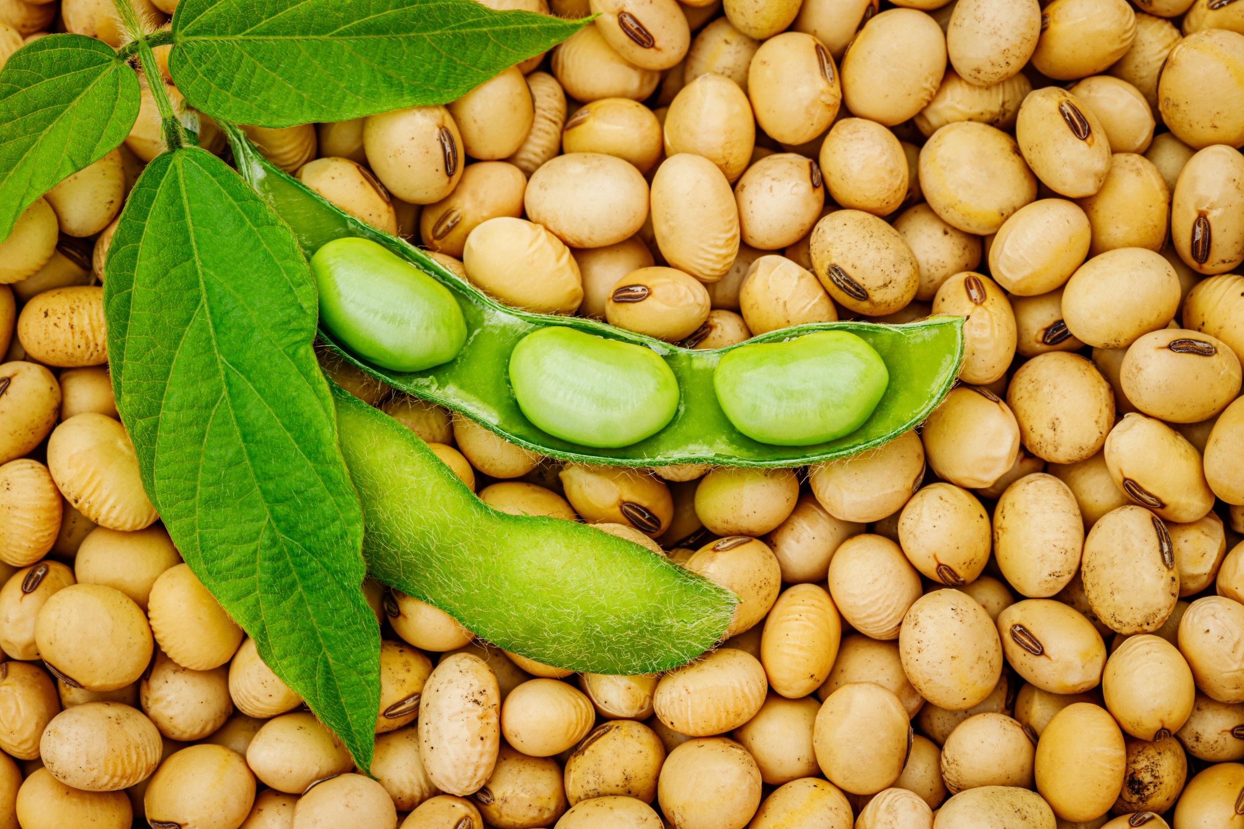 Brazilian Soybean Price Today: How to Get the Best Cost-Benefit When  Importing -