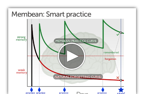 Membean The Latin Root Fort Means Strong The Root