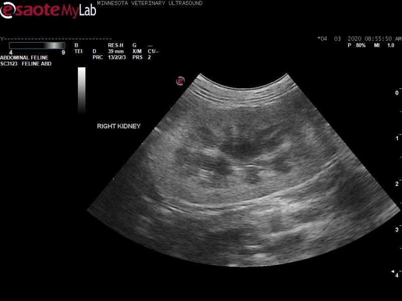 Renal medullary striations in a cat - Members