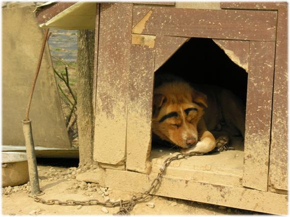 мем с нарисованной собакой