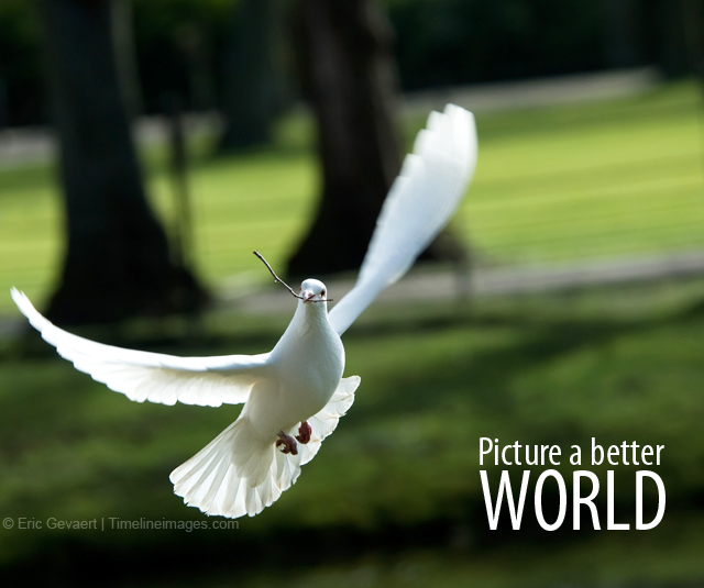 peace dove