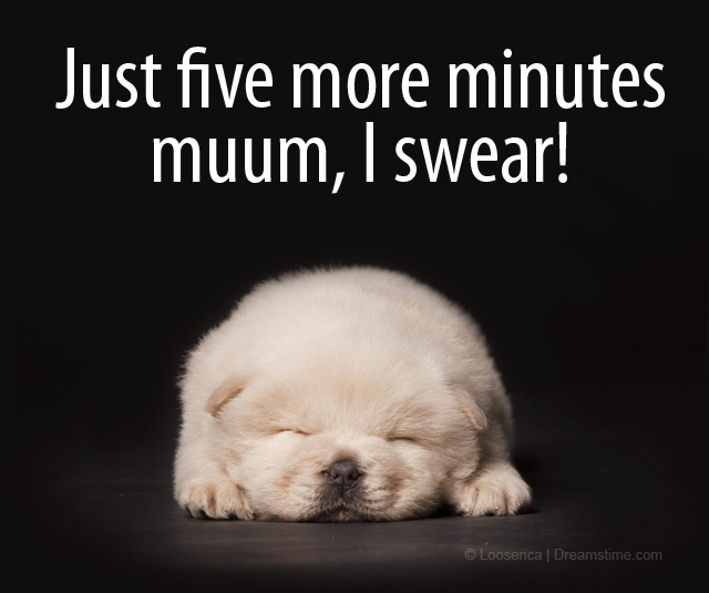 puppy meme