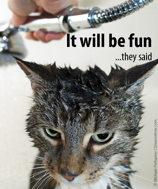 cat meme