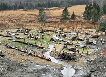 Valley Brook Restoration Project