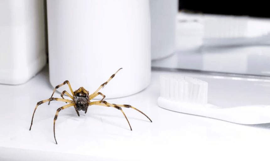 What attracts spiders in the house? 7 things that lure them in