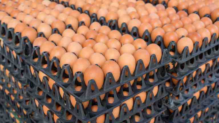 Avian flu drives egg prices up 53%, fueling inflation fears