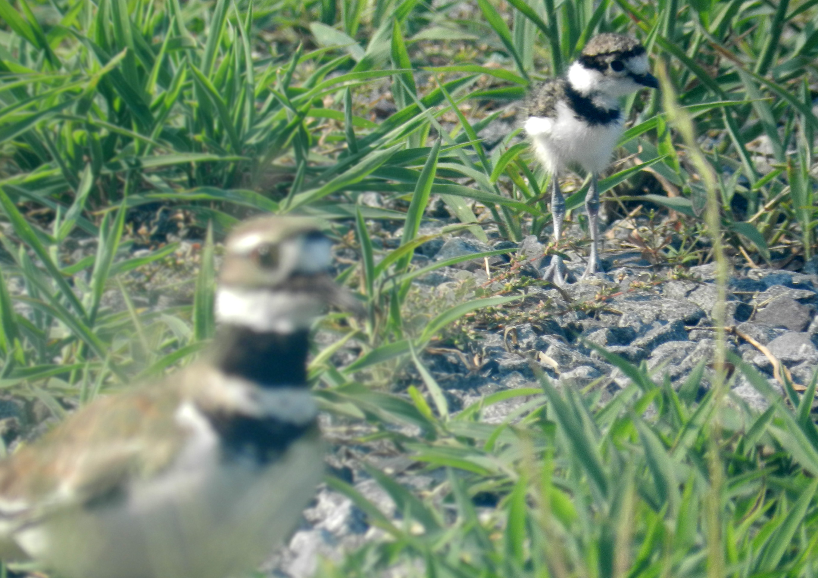 web_Killdeer-(2)
