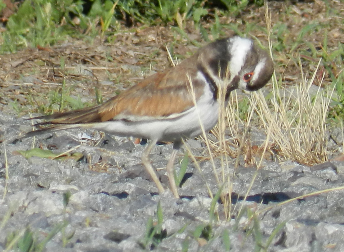 Killdeer spend their time walking along the ground or running ahead a few steps, stopping to look around, and running on again. When disturbed they break into flight and circle overhead, calling repeatedly. Their flight is rapid, with stiff, intermittent wingbeats.