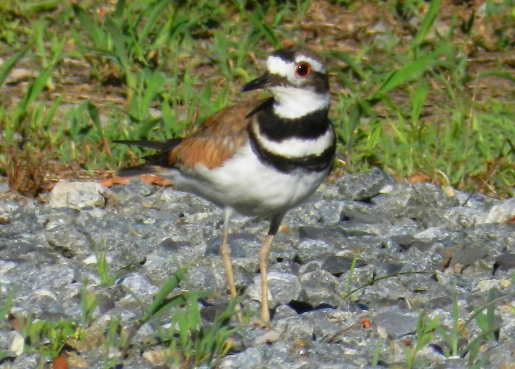 Killdeer have the characteristic large, round head, large eye, and short bill of all plovers. They are especially slender and lanky, with a long, pointed tail and long wings.