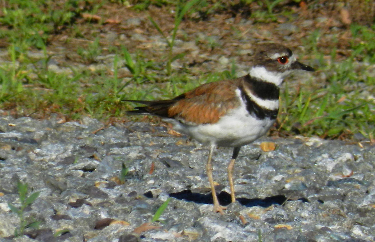 Killdeer get their name from the shrill, wailing kill-deer call they give so often. Eighteenth-century naturalists also noticed how noisy Killdeer are, giving them names such as the Chattering Plover and the Noisy Plover.