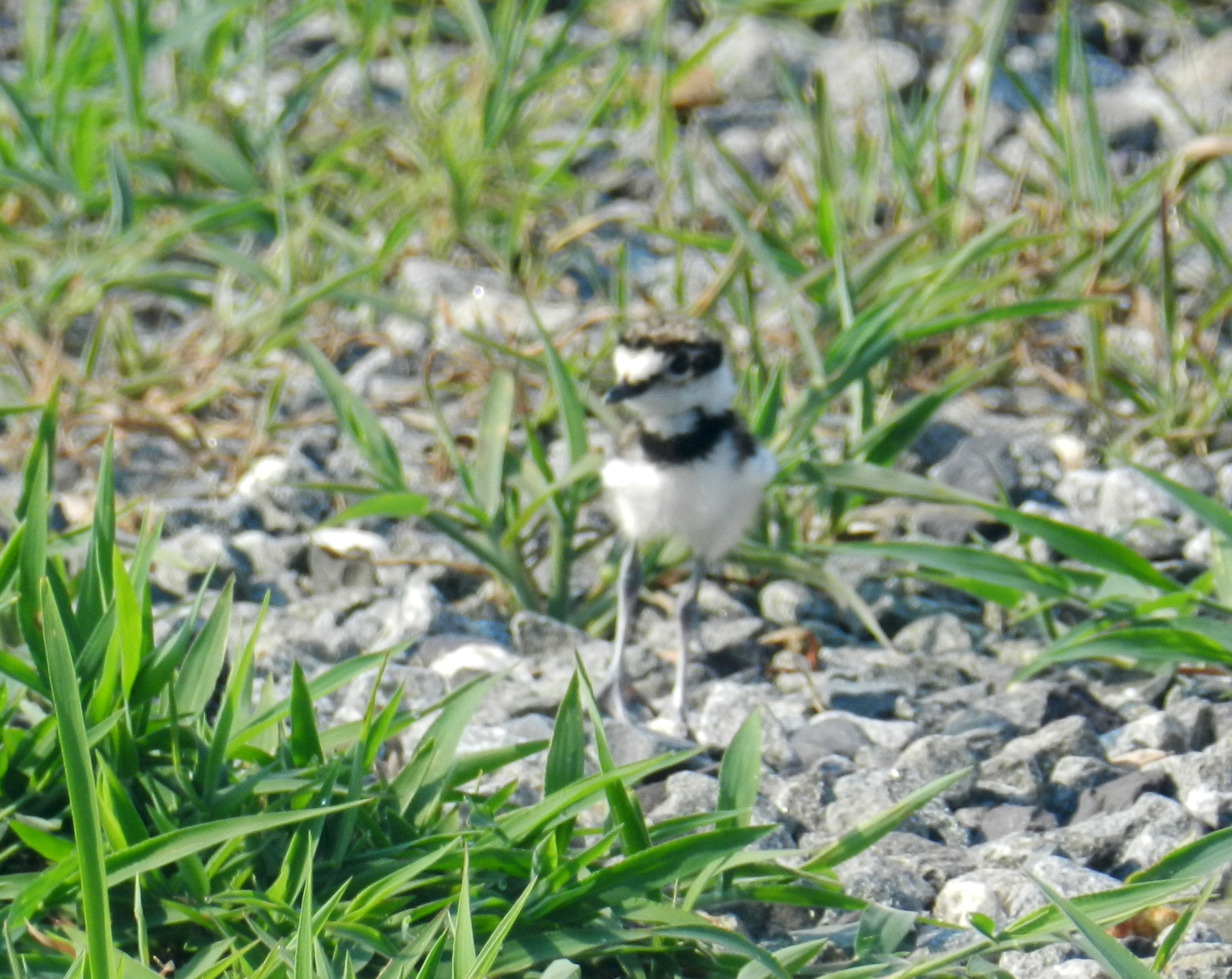 web_Killdeer-(3)