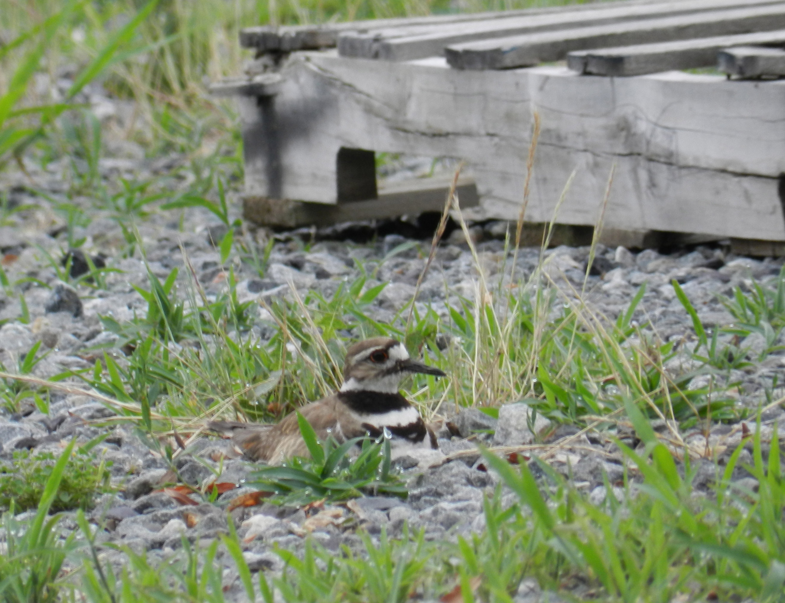 Look for Killdeer on open ground with low vegetation (or no vegetation at all), including lawns, golf courses, driveways, parking lots, and gravel-covered roofs, as well as pastures, fields, sandbars and mudflats. This species is one of the least water-associated of all shorebirds.