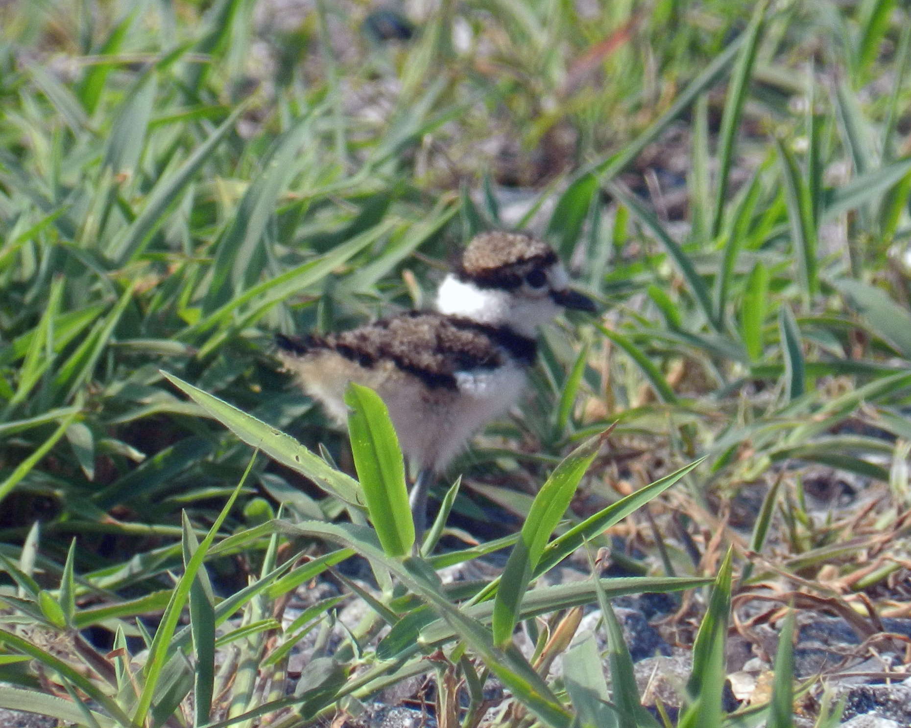 web_Killdeer-(4)