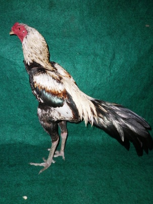 Download Gratis Gambar Ayam Birma Gostan X Iq Line Warna Wido Cempaka Umur 7 Bulan Terbaru by Lampunghits.com
