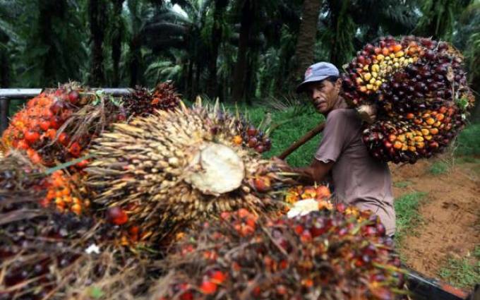 MINYAK GORENG