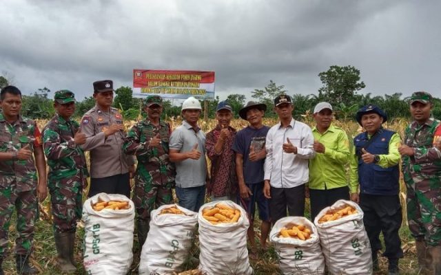 Dandim 1015/SPT Apresiasi Hasil Panen Jagung Wilayah Koramil 1015-15/TLP