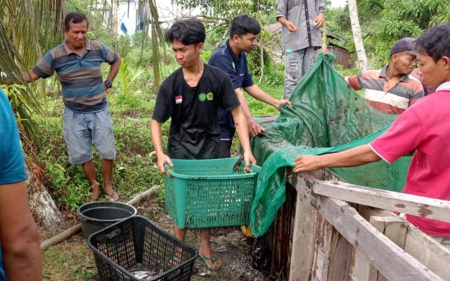 Camat MHU Salut Mahasiswa KKN UMSA Ikut Andil Panen 166KG Ikan Patin di Desa Bagendang Hulu
