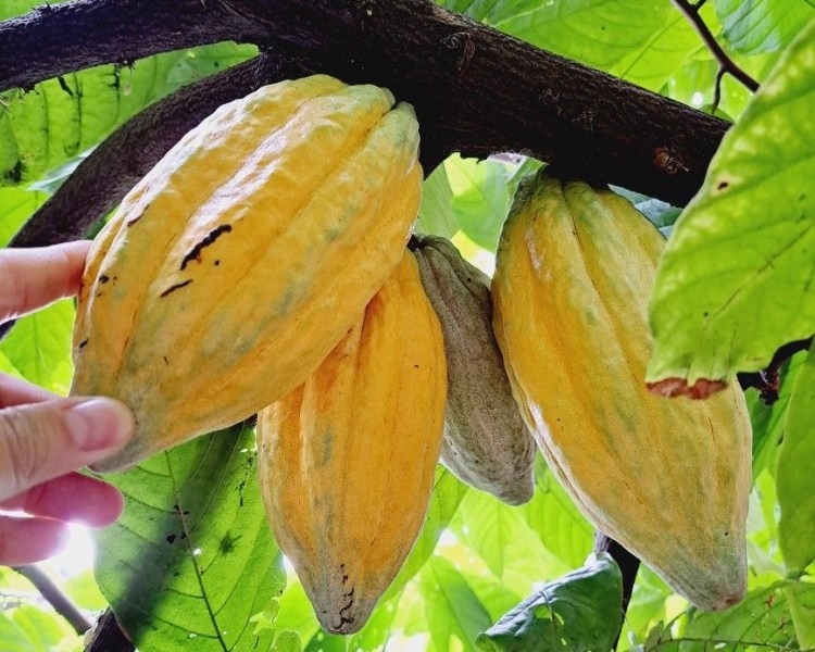 Budidaya Kakao Potensial Baru untuk Petani di Kalimantan Tengah